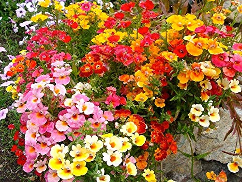 Seeds Nemesia Carnival Mix (Cape Snapdragon) Ornamental Indoor Flower Annual Garden Cut Flowers for Planting Non GMO