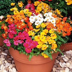 Seeds Nemesia Carnival Mix (Cape Snapdragon) Ornamental Indoor Flower Annual Garden Cut Flowers for Planting Non GMO