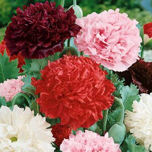 Outsidepride Papaver Peony Poppy Double Mix Garden Cut Flowers Great for Vases, Dried Arrangements - 5000 Seeds