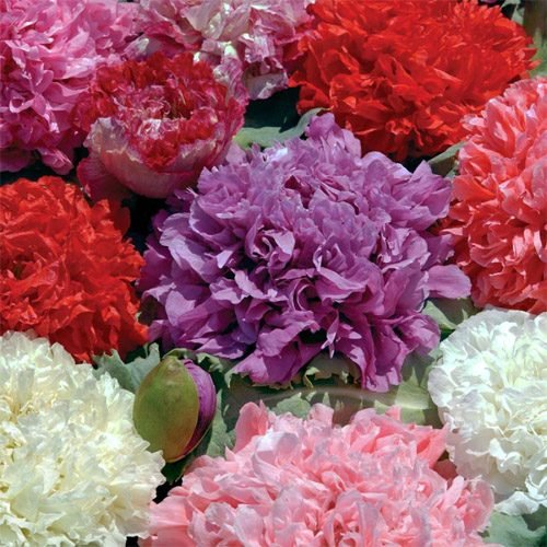 Outsidepride Papaver Peony Poppy Double Mix Garden Cut Flowers Great for Vases, Dried Arrangements - 5000 Seeds