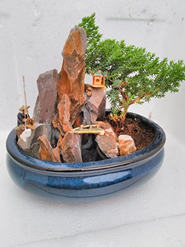 jmbamboo-bonsai- Juniper Tree Zen Garden With Pool Fishman