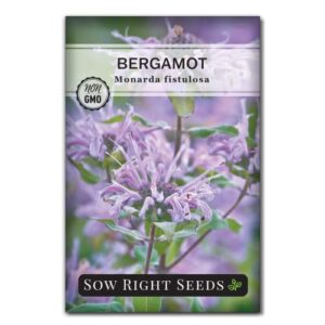 sow right seeds – bergamot (bee balm) flower seeds for planting – beautiful flowers to plant in your home garden – non-gmo heirloom seeds – wildflower attracts pollinators – great gardening gift