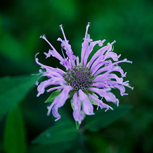 Sow Right Seeds - Bergamot (Bee Balm) Flower Seeds for Planting - Beautiful Flowers to Plant in Your Home Garden - Non-GMO Heirloom Seeds - Wildflower Attracts Pollinators - Great Gardening Gift