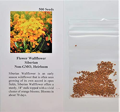 David's Garden Seeds Flower WallFlower Siberian FBA-2283 (Multi) 200 Non-GMO, Heirloom Seeds