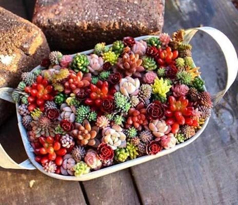 50Pcs / Bag Succulent Seeds Er Seeds Mix Lithops Pseudotruncatella Living Stone Garden Succulents-Seeds Flower : 2