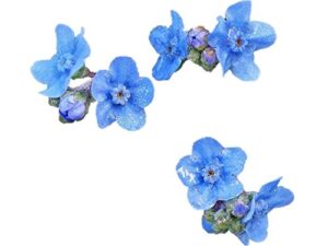chinese forget-me-not 100 seeds beautiful blue bedding & border flower 64 zellajake farm and garden has a huge selection of wildflower seed varieties.
