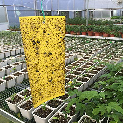 Gingbau 30-Pack Yellow Sticky Traps for Flying Plant Insects Like Fungus Gnats, Whiteflies, Aphids, Leafminers (Twist Ties Included)