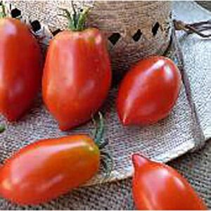 grandma mary’s paste tomato seeds (20+ seeds) | non gmo | vegetable fruit herb flower seeds for planting | home garden greenhouse pack