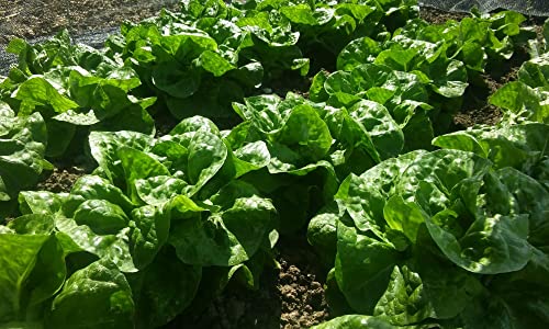 2000 Little Gem Romaine Lettuce Seeds for Planting 4+ Grams of Seeds Non GMO Heirloom Garden Vegetable Survival Baby Greens Bulk