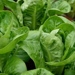 2000 Little Gem Romaine Lettuce Seeds for Planting 4+ Grams of Seeds Non GMO Heirloom Garden Vegetable Survival Baby Greens Bulk