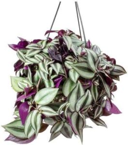 yunaksea 35 purple wandering jew cuttings for growing indoor, 6 inc to 8 inc tall, ornaments perennial garden simple to grow pot