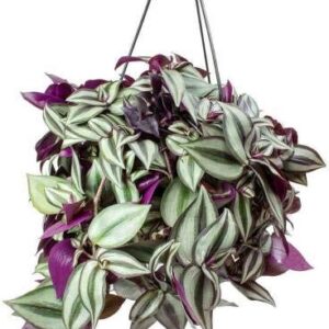 Yunaksea 35 Purple Wandering Jew Cuttings for Growing Indoor, 6 Inc to 8 Inc Tall, Ornaments Perennial Garden Simple to Grow Pot