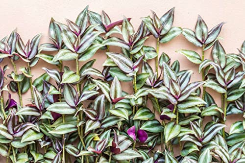 Yunaksea 35 Purple Wandering Jew Cuttings for Growing Indoor, 6 Inc to 8 Inc Tall, Ornaments Perennial Garden Simple to Grow Pot