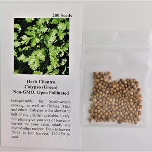 David's Garden Seeds Herb Cilantro Calypso 2324 (Green) 200 Non-GMO, Heirloom Seeds
