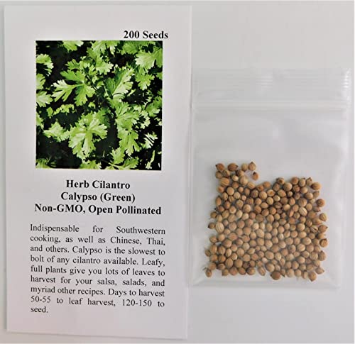 David's Garden Seeds Herb Cilantro Calypso 2324 (Green) 200 Non-GMO, Heirloom Seeds
