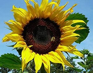 david’s garden seeds sunflower tall single stem black russian 5199 (black) 25 non-gmo, heirloom seeds