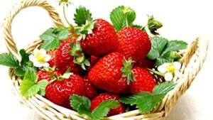 everbearing ozark beauty strawberry plants 12 bare root plants – top producer