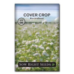 sow right seeds – annual buckwheat seed for planting – cover crops to plant in your home vegetable garden – enriches soil – suppresses weeds – helps erosion – non-gmo heirloom seeds – gardening gift