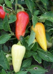 Santa Fe Grande Pepper Seeds for Planting, 50+ Heirloom Seeds Per Packet, (Isla's Garden Seeds), Non GMO Seeds, Botanical Name: Capsicum annuum, Great Home Garden Gift