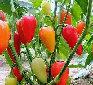 Santa Fe Grande Pepper Seeds for Planting, 50+ Heirloom Seeds Per Packet, (Isla's Garden Seeds), Non GMO Seeds, Botanical Name: Capsicum annuum, Great Home Garden Gift