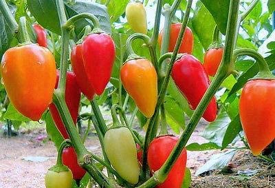 Santa Fe Grande Pepper Seeds for Planting, 50+ Heirloom Seeds Per Packet, (Isla's Garden Seeds), Non GMO Seeds, Botanical Name: Capsicum annuum, Great Home Garden Gift