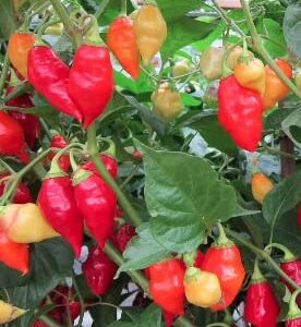 Santa Fe Grande Pepper Seeds for Planting, 50+ Heirloom Seeds Per Packet, (Isla's Garden Seeds), Non GMO Seeds, Botanical Name: Capsicum annuum, Great Home Garden Gift