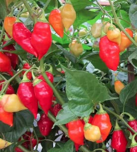 Santa Fe Grande Pepper Seeds for Planting, 50+ Heirloom Seeds Per Packet, (Isla's Garden Seeds), Non GMO Seeds, Botanical Name: Capsicum annuum, Great Home Garden Gift