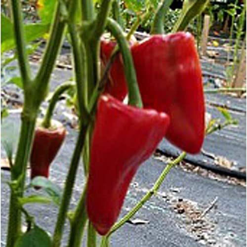 Piquillo Hot Peppers Seeds (20+ Seeds) | Non GMO | Vegetable Fruit Herb Flower Seeds for Planting | Home Garden Greenhouse Pack