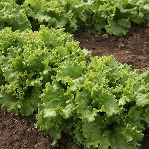 david’s garden seeds lettuce oakleaf starfighter (green) 200 non-gmo, open pollinated seeds