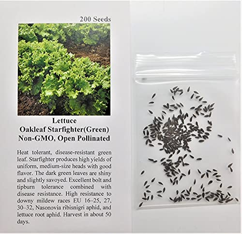 David's Garden Seeds Lettuce Oakleaf Starfighter (Green) 200 Non-GMO, Open Pollinated Seeds