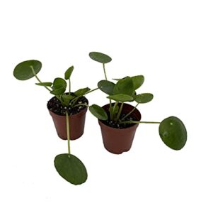 hirt’s gardens chinese money plant – pilea peperomiodes – 2 plants in 2″ pots