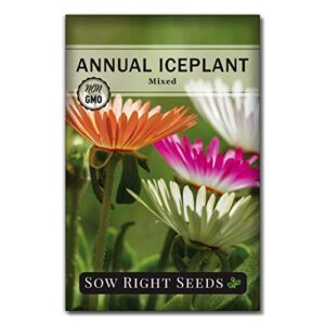 Sow Right Seeds - Ice Plant Flower Seeds for Planting, Beautiful Flowers to Plant in Your Garden; Non-GMO Heirloom Seeds; Wonderful Gardening Gifts (1)