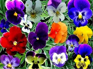 viola bambini colorful mix viola cornuta garden pansies 40+ seeds for planting long flowering plant