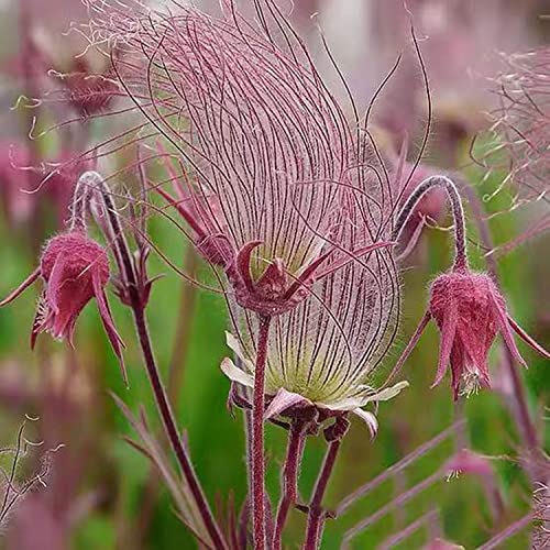 MOKALALA 50 Pcs Prairie Smoke Seeds Plant Fresh Garden Seeds ,Geum triflorum Seeds, Gardeners Choice!