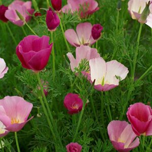 "Purple Gleam" California Poppy Flower Seeds for Planting, 1000+ Seeds Per Packet, (Isla's Garden Seeds), Non GMO & Heirloom Seeds, Scientific Name: Eschscholzia californica, Great Home Garden Gift