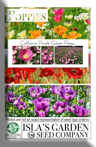 "Purple Gleam" California Poppy Flower Seeds for Planting, 1000+ Seeds Per Packet, (Isla's Garden Seeds), Non GMO & Heirloom Seeds, Scientific Name: Eschscholzia californica, Great Home Garden Gift