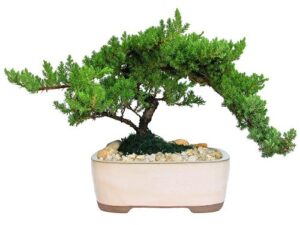 eve’s garden japanese juniper bonsai tree, 10 years old japanese juniper, planted in 10 inch ceramic container, outdoor bonsai !!! cannot ship to ca california, az arizona, & hi hawaii !!!