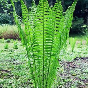 05 Ostrich Fern Bare Root Ground Cover for Planting Planting Growing Outdoor Indoor Perennial Ornaments Can Grow Pots Gift Garden