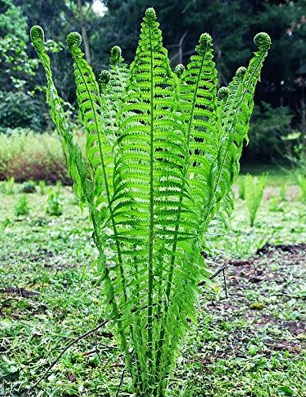 05 Ostrich Fern Bare Root Ground Cover for Planting Planting Growing Outdoor Indoor Perennial Ornaments Can Grow Pots Gift Garden