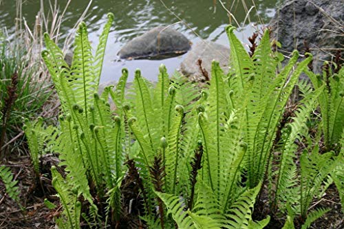 05 Ostrich Fern Bare Root Ground Cover for Planting Planting Growing Outdoor Indoor Perennial Ornaments Can Grow Pots Gift Garden