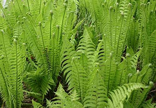 05 Ostrich Fern Bare Root Ground Cover for Planting Planting Growing Outdoor Indoor Perennial Ornaments Can Grow Pots Gift Garden