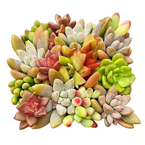 10 Assorted Live Succulent Cuttings, Rare Varieties Plant Clipping, Great for Terrariums, Mini Gardens, DIY Projects, Starter Plants, Wedding Decor Gift, No 2 Succulents Alike, Easy to Grow