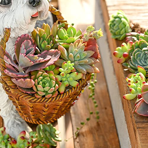 10 Assorted Live Succulent Cuttings, Rare Varieties Plant Clipping, Great for Terrariums, Mini Gardens, DIY Projects, Starter Plants, Wedding Decor Gift, No 2 Succulents Alike, Easy to Grow