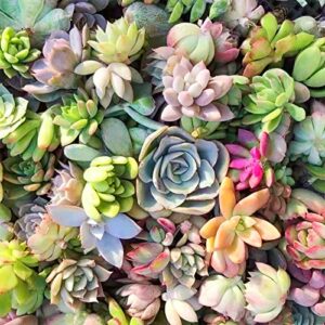 10 Assorted Live Succulent Cuttings, Rare Varieties Plant Clipping, Great for Terrariums, Mini Gardens, DIY Projects, Starter Plants, Wedding Decor Gift, No 2 Succulents Alike, Easy to Grow