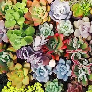 10 Assorted Live Succulent Cuttings, Rare Varieties Plant Clipping, Great for Terrariums, Mini Gardens, DIY Projects, Starter Plants, Wedding Decor Gift, No 2 Succulents Alike, Easy to Grow