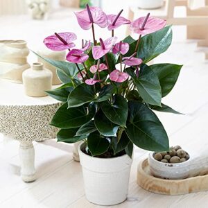 QAUZUY GARDEN Fresh 100 Violet Anthurium Flamingo Laceleaf Seeds for Planting Tropical Exotic Plant Purify Indoor Air Velvet Cardboard Easy to Grow & Maintain