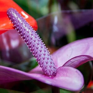 QAUZUY GARDEN Fresh 100 Violet Anthurium Flamingo Laceleaf Seeds for Planting Tropical Exotic Plant Purify Indoor Air Velvet Cardboard Easy to Grow & Maintain