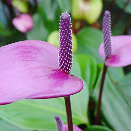 QAUZUY GARDEN Fresh 100 Violet Anthurium Flamingo Laceleaf Seeds for Planting Tropical Exotic Plant Purify Indoor Air Velvet Cardboard Easy to Grow & Maintain