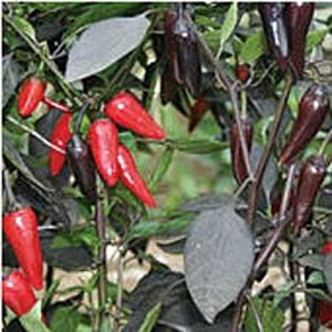 count dracula hot peppers seeds (20+ seeds) | non gmo | vegetable fruit herb flower seeds for planting | home garden greenhouse pack