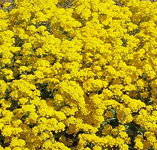 3500 Basket of Gold Seeds - Perennial for Borders, Beds, Rock Gardens, Ground Cover